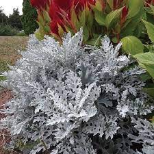 Semillas de plantas Miller Cineraria Dusty (Cineraria Maritima Silverdust) 200 + Semillas (200 semillas)