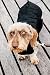 Kentucky - Hundemantel - Schwarz - M - 44-50cm