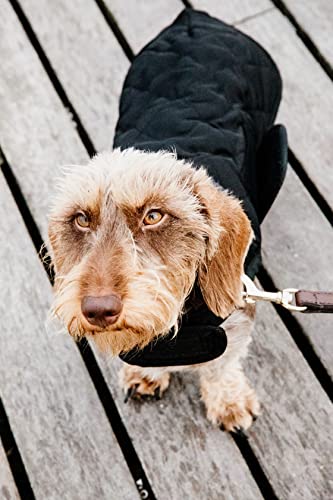 Kentucky - Hundemantel - Schwarz - Dackel - 40cm
