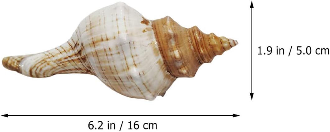 DOITOOL 4pcs Natural Conch Shell Ornament for Fish Tank and Aquarium Decoration Large Seashell Prop for Beach Theme Parties Unique Handcraft Jewelry Creation Fine Workmanship and Detailed