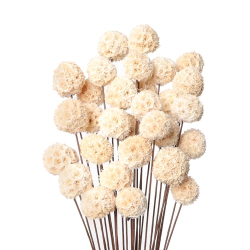 30 flores secas Billy Ball en tonos natural blanco