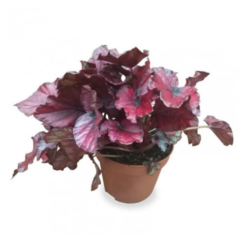 Verdecora Begonia Rex | Planta de los mil colores | Planta natural de interior en maceta de Ø13cm (Tonos Rojos) (altura total aproximada 20-25cm)