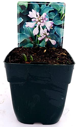 POWERS TO FLOWERS - HOSTA BLUE MOUSE EARS, pianta vera