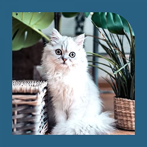 High-class Saxophone Jazz - Vibe for Cat Training Time