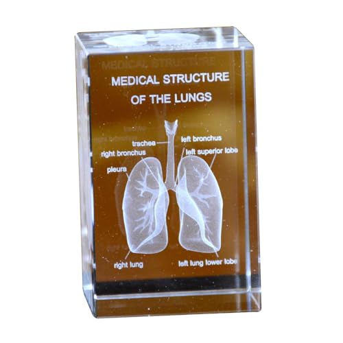 Image of Haobase 3D Crystal Anatomical Model Set, Heart Brain Teeth Skeleton Lungs, 2x2x3 inches, Medical Office Decor (Lungs)