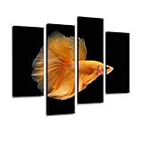 HIPOLOTUS 4 Panel Canvas Pictures Super Orange Half Moon Siamese Fighting Fish Isolated on Black...