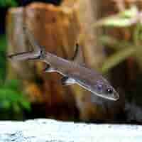 銀製熱帯魚 kotinettaigyo_03f0408-098