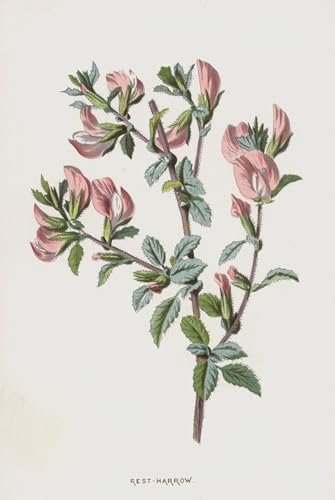 Lienzo Rest Harrow de Frederick Edward Hulme, pintura artística de alta calidad 60x90