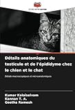 Détails anatomiques du testicule et de l'épididyme chez le chien et le chat: Détails macroscopiques et microanatomiques
