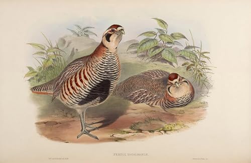 Lienzo de pintura de John Gould para eliminar la monotonía de las paredes de oficina