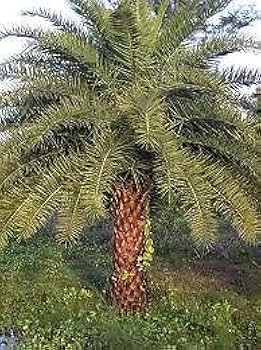 41PowdTOn7L._AC_UF350,