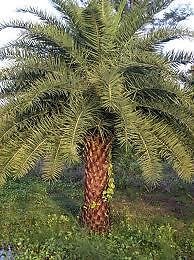 フェニックス　sylvestris robusta 抜き苗発送です。 Amazon｜【観葉植物／種子】Phoenix Sylvestrisフェニックス・サトウ