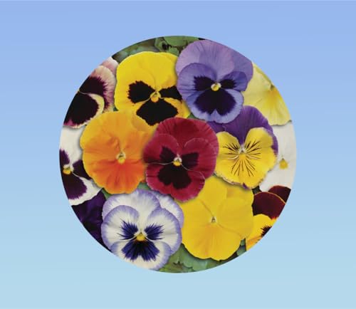 30 graines pensée géante Suisse variée - Viola x wittrockiana - plante ornementale - mixtes