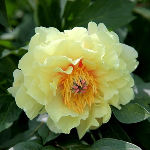Plant Theory Bartzella Peony Perennials Flowering Plants Paeonia 4L Pot