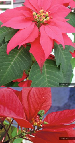 Guide des plantes toxiques et allergisantes