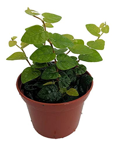 Green Creeping Fig Plant - Terrarium/Fairy Garden - Ficus pumila - 2.5 Pot - HRG Garden Decoration Green Creeping Fig Plant - Terrarium/Fairy Garden - Ficus pumila - 2.5" Pot - HRG Garden Decoration