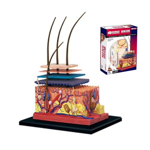 Modelo de piel humana 4D anatomico desmontable con 19 partes 2