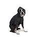 Zack & Zoey Basic Hoodie for Dogs, 16