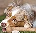 Pet Qwerks Dinosaur BarkBone - Nylon Dog Bone for Aggressive Chewers - Bacon Flavor - 6.5