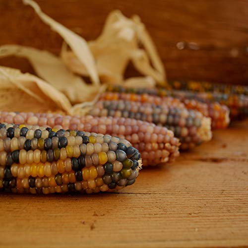 Glass Gem Ornamental Indian Corn - 50 Seeds - Colorful Heirloom & Open-Pollinated Variety, USA-Grown, Non-GMO Vegetable Seeds for Planting Outdoors in The Home Garden, Thresh Seed Company
