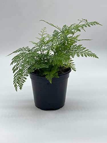 Rabbit's Foot Fern, Footed Rabbit 4 Inch Pot, Davallia Canariensis Fejeensis, Deer, Hare's Fern, Furry Roots #TOP5