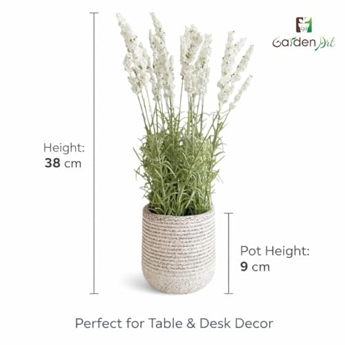 Image of Garden Art Artificial Lavender Plant with Pot - Flocked Purple Lavender Flowers in Textured Pot, Perfect for Home Decor, Office Desk & Gift Use (P-0230White)