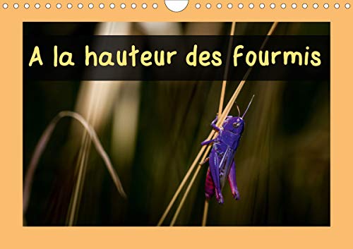 A la hauteur des fourmis (Calendrier mural 2021 DIN A4 horizontal): Calendrier mensuel, 14 pages avec des macrophotographies d'i