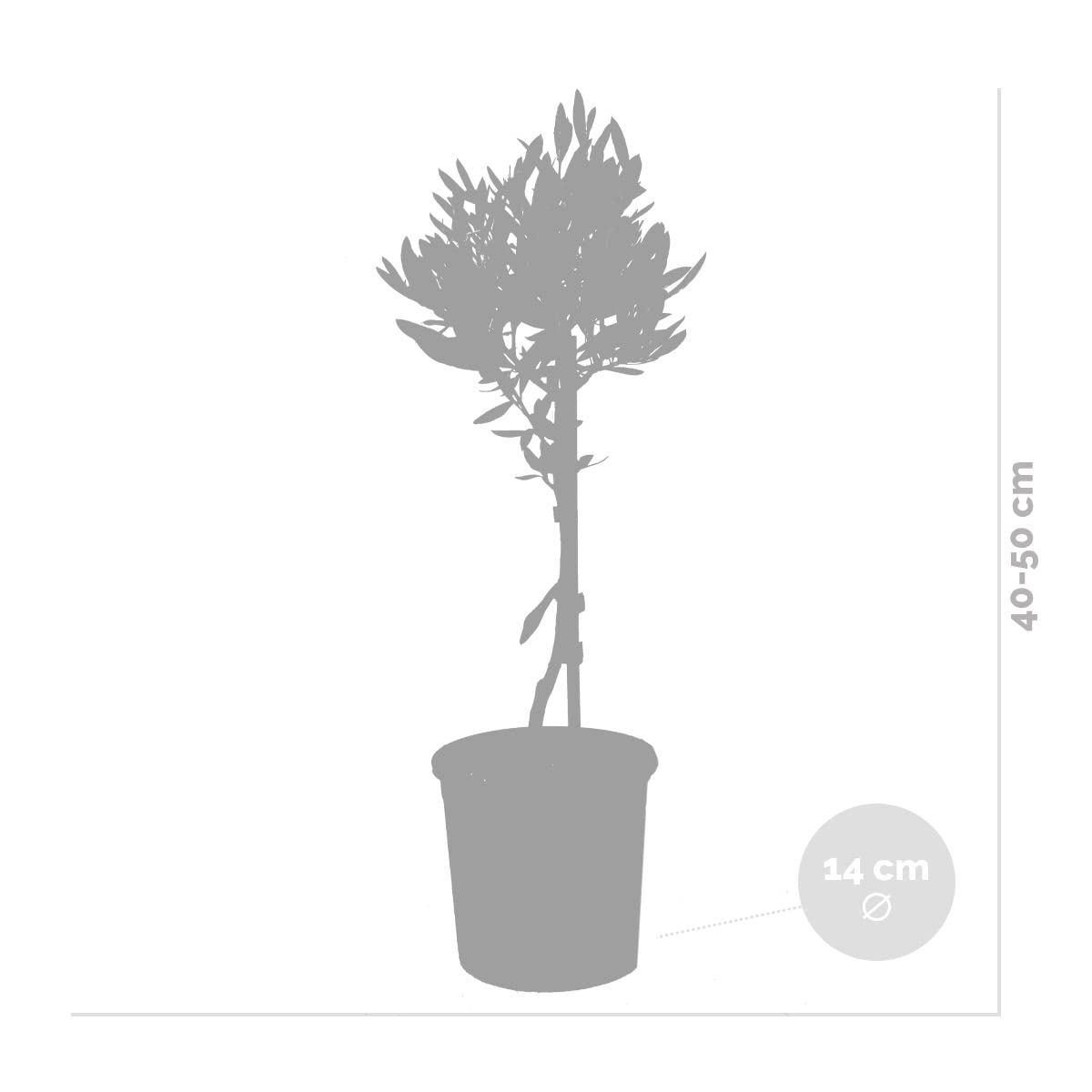 Bloomique - Olea Europaea - Olivenbaum Echt - Gartenpflanzen Winterhart -  Hhe 40-50 cm - Topf 14 cm : Amazon.de: Garten