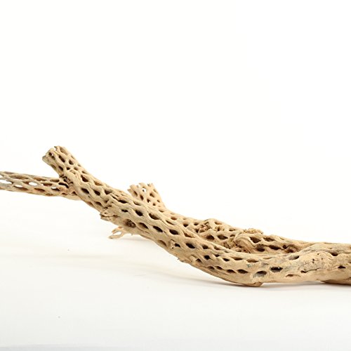 Koyal Wholesale Cholla Wood Aquarium Branches, Airplants Decor, Reptile Perch, Natural Home Decoration, Chew Toy Dried Cactus Wood (18/20-Inch) #TOP2