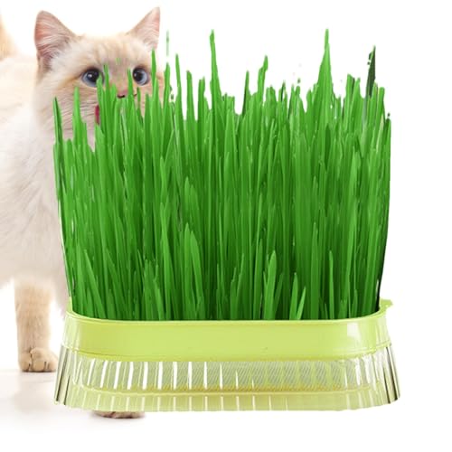 Generisch Maceta para hierba de gato, jardinera de hierba de gato sin tierra, aperitivo para gatos, caja hidropónica para plantas de menta, maceta hidropónica