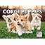 Corgi Puppy