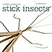 Creepy Creatures: Stick Insects