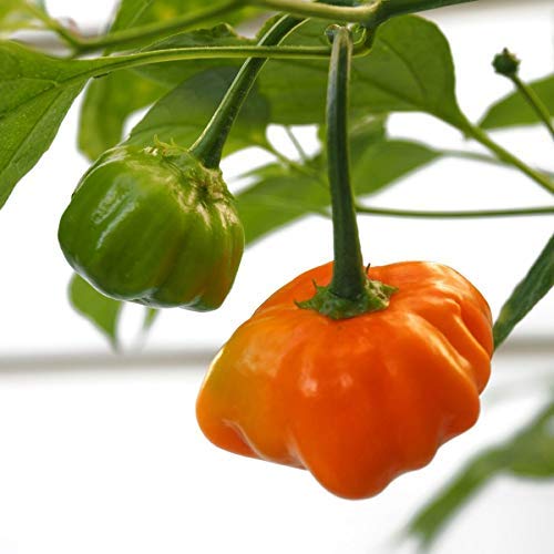 Golden Hills Farm Orange Chilli Pepper Seeds,Imported Vegetable Seeds 100 seeds (B07P3K5RK9) Amazon Price History, Amazon Price Tracker