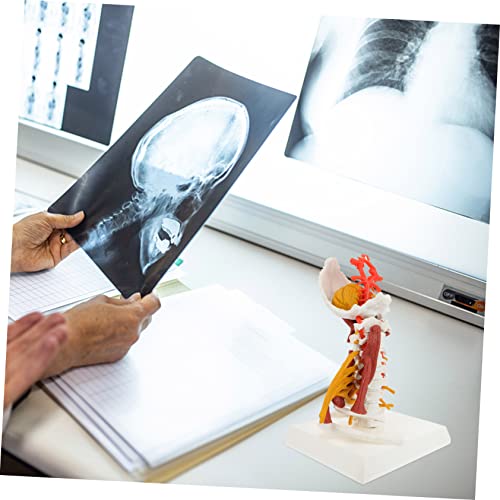 Modelo anatómico de vértebra cervical humana realista para enseñanza e investigación, fabricado en PVC miniatura 4
