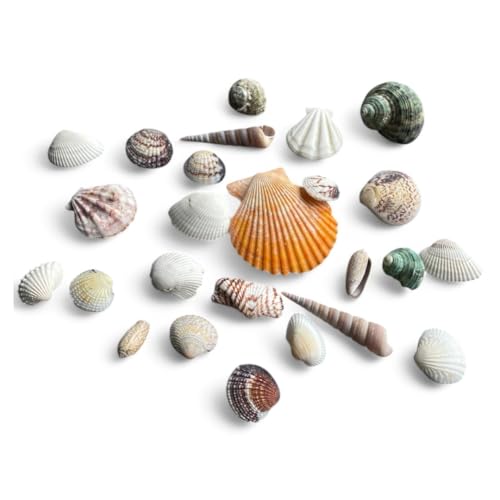 Parence.- Mélange de Coquillages Véritables - Décoration Aquarium & Loisirs Créatifs - 150g - Idéal pour DIY