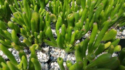 1 Crassula Ovata Jade Plant Cactus Live Succulent Fresh Beautiful #TOP1