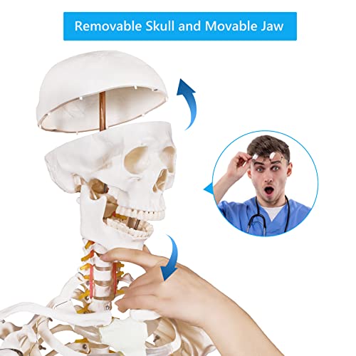 Image of breesky 70.8 Inches Flexible Human Skeleton Model for Anatomy - Life Size Medical Human Skeleton Model with Nervous System with Rolling Stand for Medical Study and Display 3 Posters