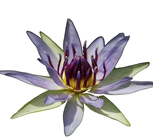 (Nymphaea Colorata) Hardy Water Lily Tuber Live Water Plants for Pond Balcony Porch Decorations by Greenpro