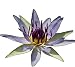 (Nymphaea Colorata) Hardy Water Lily Tuber Live Water Plants for Pond Balcony Porch Decorations by Greenpro