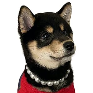 Exquisite and adjustable dog necklace elegant pearl necklace for dogs occasions and gatherings 13 14 5 inches   cucciolini doodles