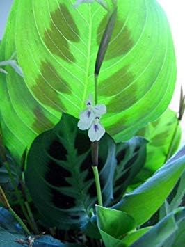 Green Prayer Plant - Maranta - Easy to Grow - 6" Hanging Basket