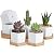 OAMCEG Succulent Pots 2.75 inch/ 4 inch