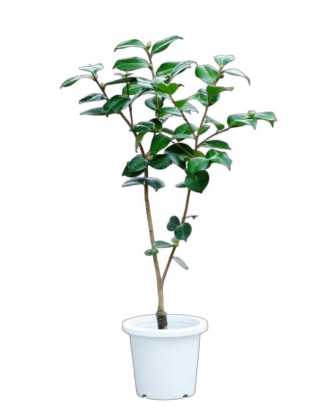 Amazon.co.jp: 椿 苗 【ピンクダリア】 接木 白鉢植え 開花 2～4月