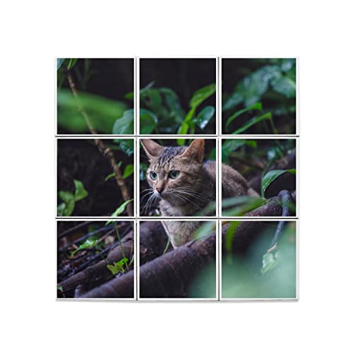 Carreaux céramique chat européen gray tabby 60x60 cm bois