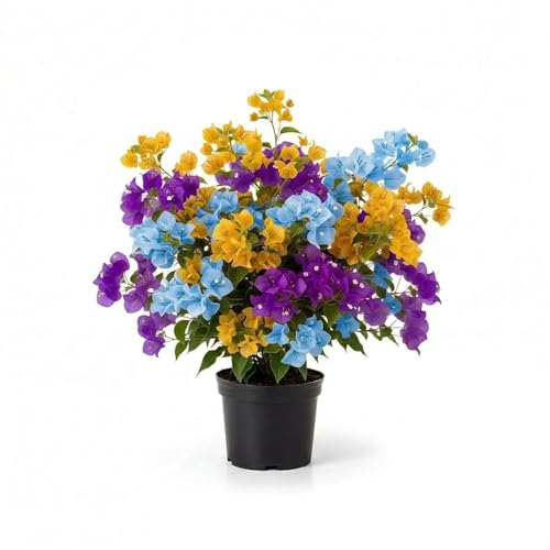 Image of Live Grafted Bougainvillea Plant with Pot | Hardy Outdoor Flowering Climbing Vine | Decorative Bougainvillea Live Plant for Home Garden Balcony Terrace Fence and Trellis Decor | Pack of 1