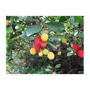 Generic Fresh 5 Pcs Arbutus Fruit zaden voor opplant Gemengde kleur