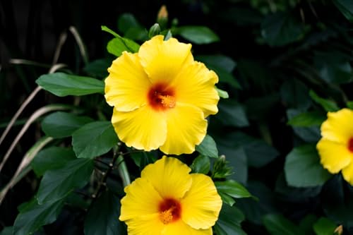 Hibiscus Yellow Flower Live Plant | IndNursery Natural Flower Plant for Garden Lovers