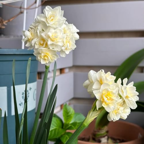 narcisi bulbi perenni resistenti - fiori decorativi, piante in vaso vere decorazione floreale, piante da appartamento decorazione soggiorno, fiori sul balcone estate di fiori di campo, 2pcs