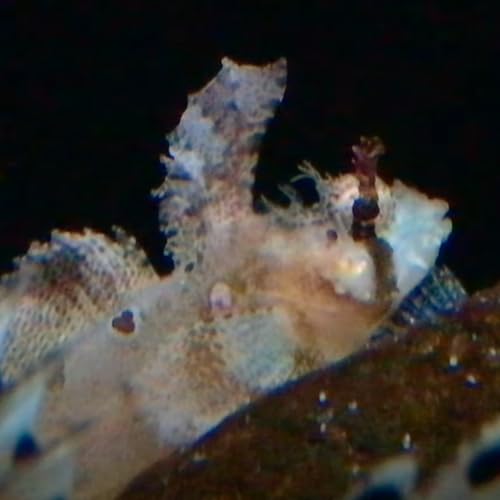 Page de couverture de Facts: The Eyeshade Sculpin