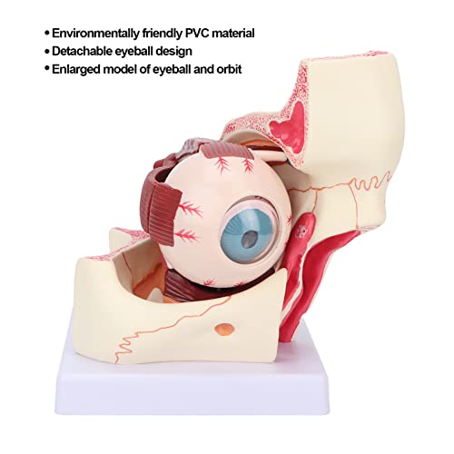 Modèle anatomique des yeux grossissement 3x avec support pour étude médicale - 6